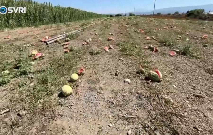 SYRI TV/ Fermerët e Roskovecit të falimentuar – Shalqiri kalbet në arë, fermerët: S’ka treg!