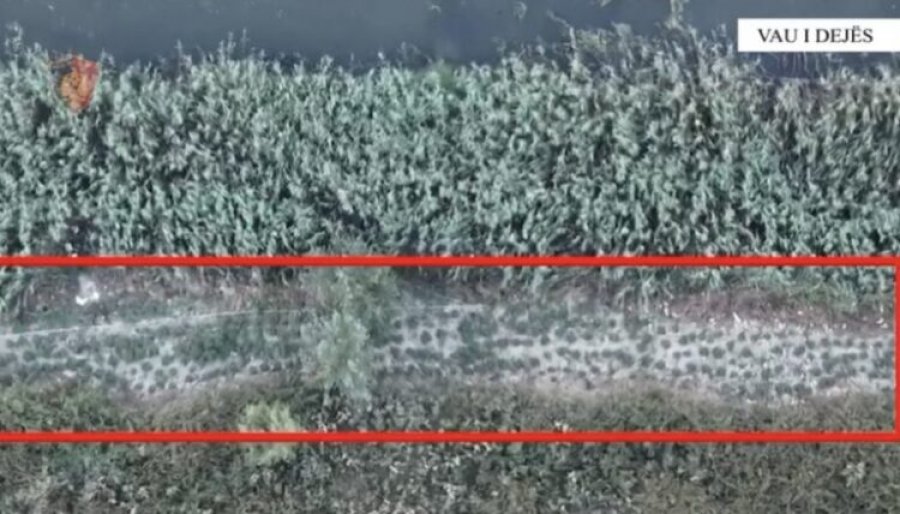 U kapën duke kulitvuar kanabis, arrestohen 2 persona në Vaun e Dejës