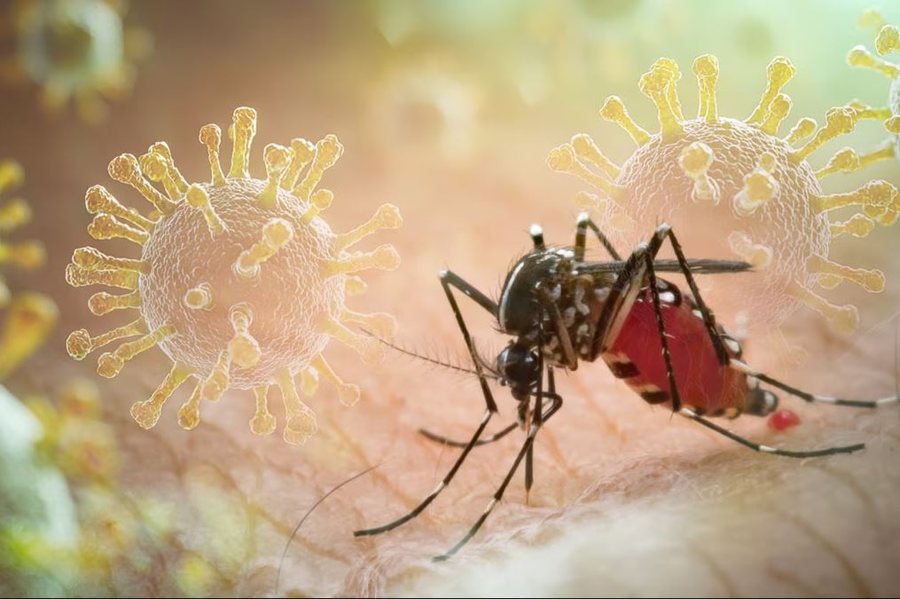 U shfaq në Shqipëri në 1979, mushkonja tigër po përhapet me shpejtësi në Europën Veriore