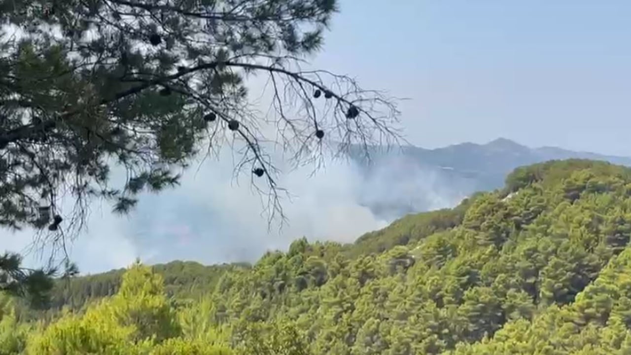 Vijon zjarri në pyllin me pisha në Fier, bimësia vështirëson punën e zjarrfikësve, digjen 5 ha