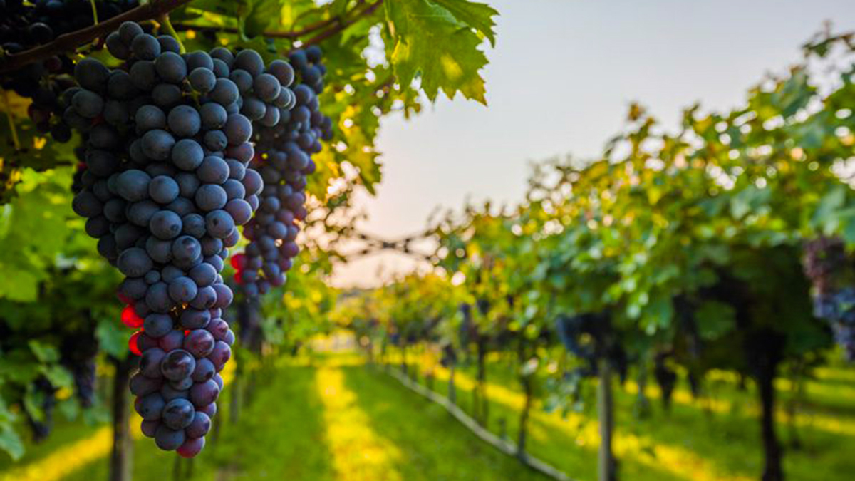 Viti më i mirë i dekadës së prodhimit të rrushit, turizmi nuk ndihmon sa duhet konsumin e verës