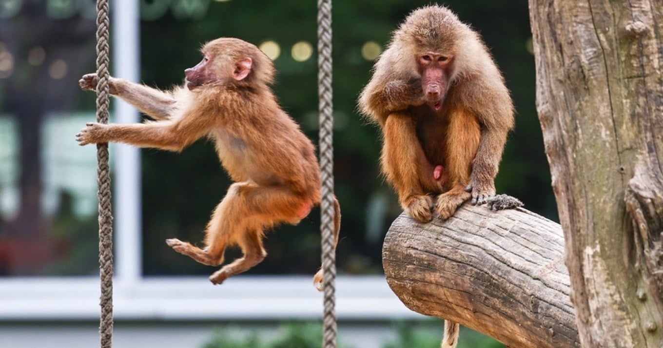 Zemërim në Gjermani për kopshtin zoologjik që vrau 12 babuinë dhe i hodhi te luanët
