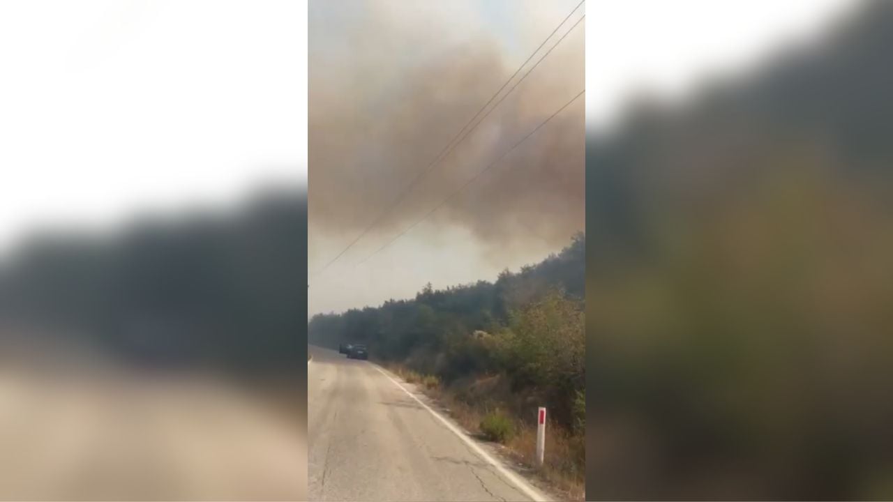 Zjarr në fshatin Vajzë të Selenicës, digjen sipërfaqe të konsiderueshme me ullishte dhe pemëtari