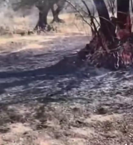 Zjarrvënie e qëllimshme te ullinjtë e një fshatari (video)