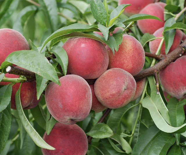 Alarm/ Shqiptarët konsumuan 7300 kg pjeshkë me pesticidin e rrezikshëm, godet zemrën dhe sistemin e frymëmarrjes