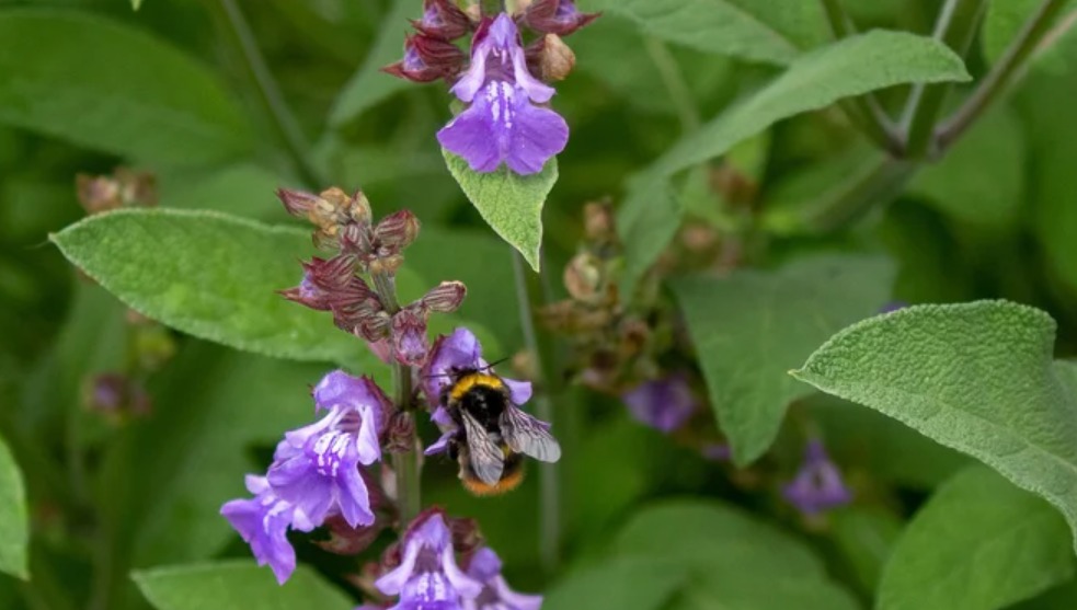 Antibiotiku më i fuqishëm i natyrës! Nuk ka sëmundje që një gjethe e kësaj bime nuk mund ta shërojë