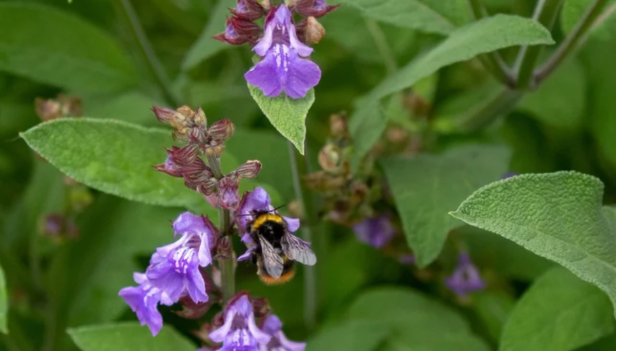 Antibiotiku më i fuqishëm i natyrës!