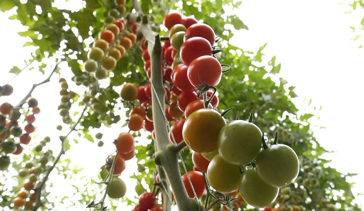 Bllokohen tonelata domate dhe pjeshkë nga Shqipëria/ Ndalohen në Kroaci, kishin pesticide dhe përmbajtje nikeli