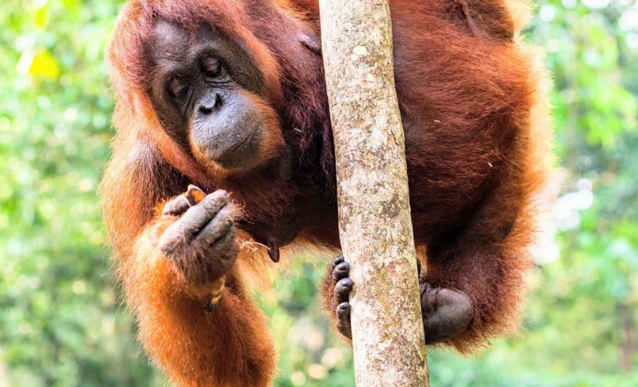 Çfarë mund të mësojmë nga orangutangët për ushqimin dhe shëndetin