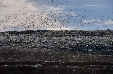 Depozitimi i mbetjeve, landfilli i Sharrës refuzon tenderin ‘sekret’ të Bashkisë Durrës