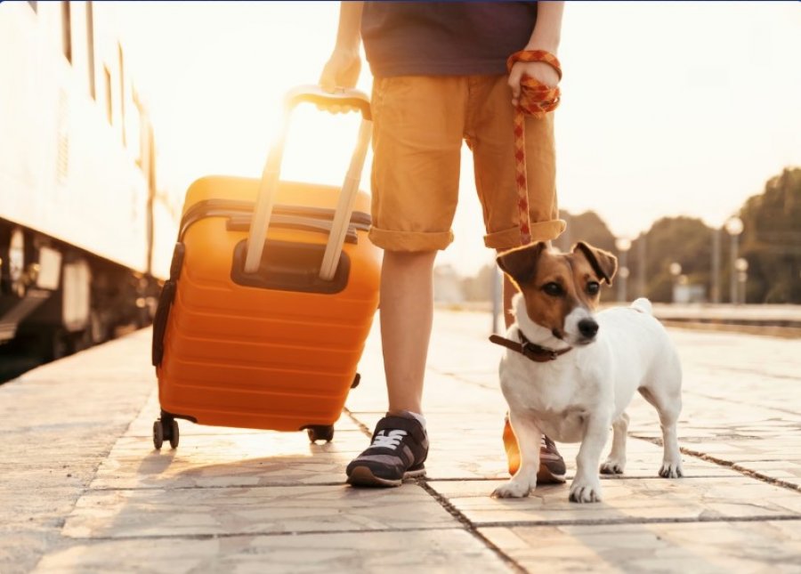 Destinacionet që pranojnë kafshë shtëpiake, zgjedhja e parë e pronarëve të qenve për pushime