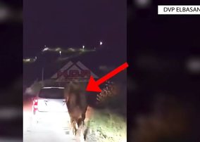 E pazakontë! Tërhoqi kalin me makinë, procedohet 60-vjeçarin. Ja për çfarë akuzohet