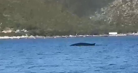 E rrallë/ Balena shfaqet në ujërat e gjirit të Vlorës, befasohen pushuesit