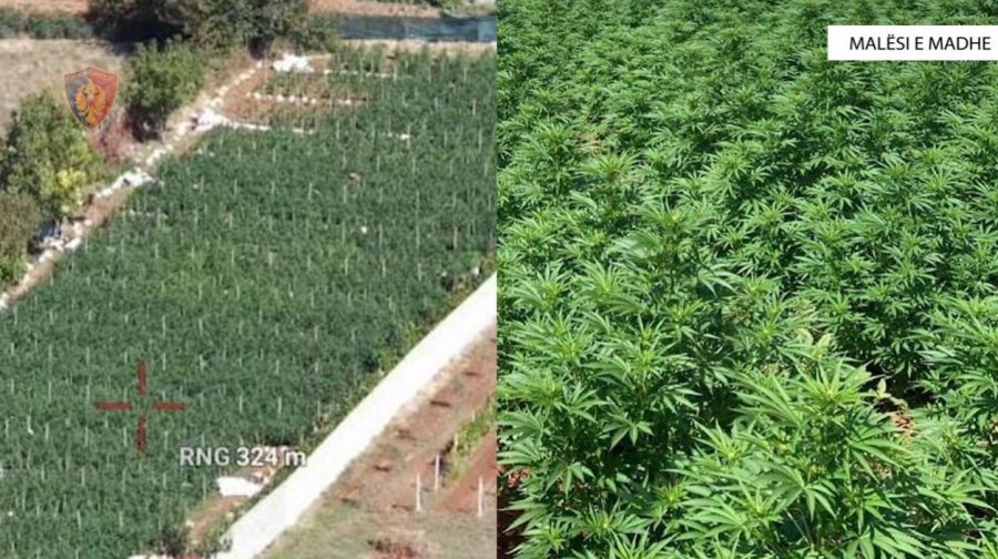 EMRAT/ Një familje e tërë në kultivimin e plantacionit me mbi 5 mijë rrënjë hashashi, 2 të arrestuar, 2 vëllezër në kërkim dhe një grua nën akuzë