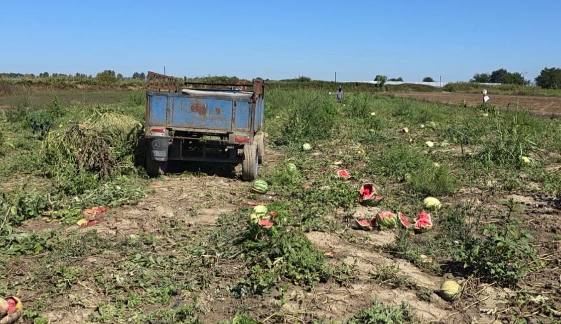 Fermerët ankohen për tregtarët/ U ofrohet çmim i ulët, Fier dhe Roskovec shumë prodhime mbeten në fushë