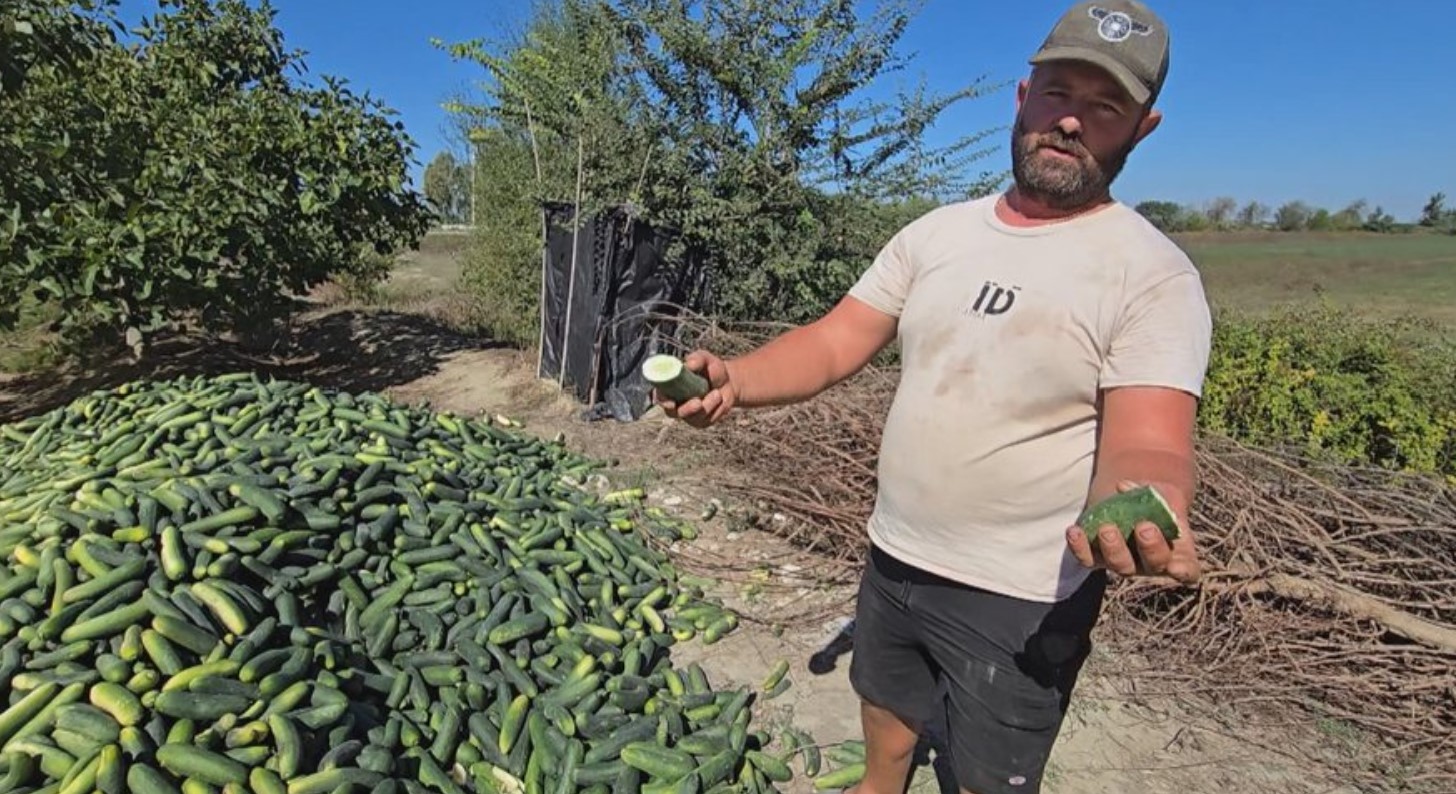 Fermerët në Roskovec përballen me krizë të rëndë: Tonelata kastravecë dhe domate hidhen, tregu refuzon prodhimet vendase