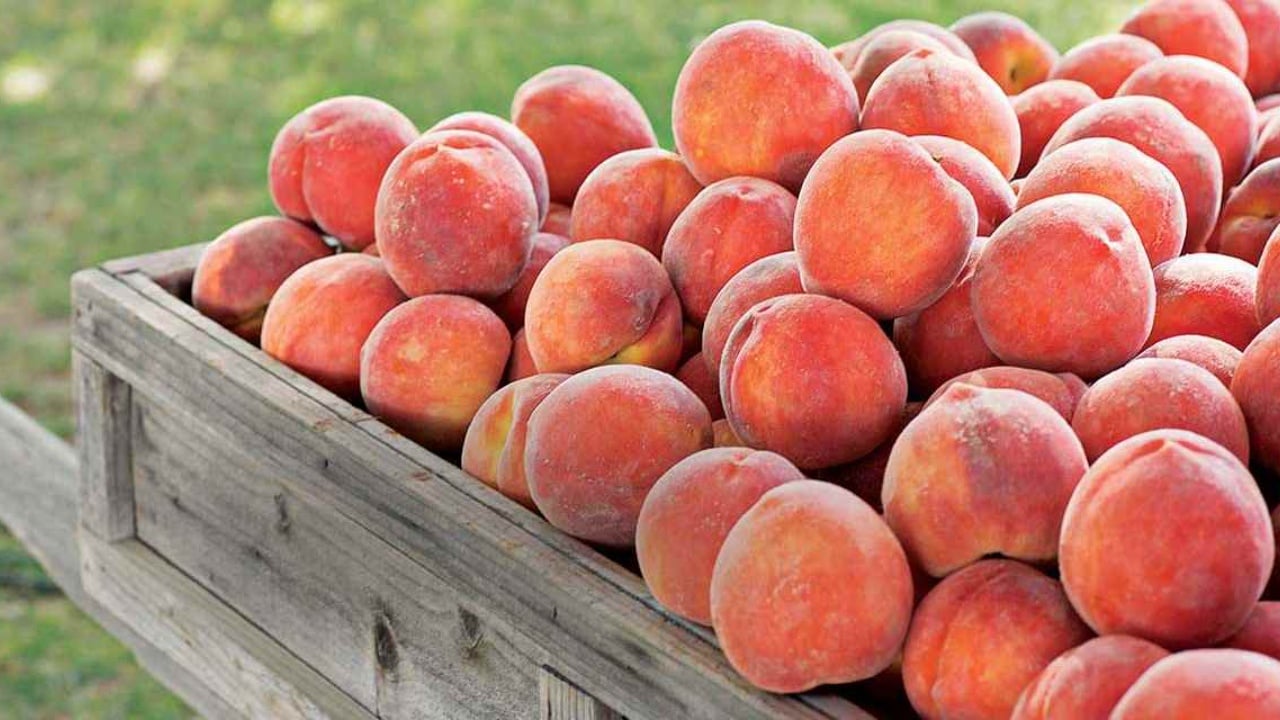 Fruta me pesticide, tonelata në treg/ U futën nga jashtë 18 tonë pjeshkë dhe rrush të ndaluara nga BE, asgjësohen vetëm 28 kg