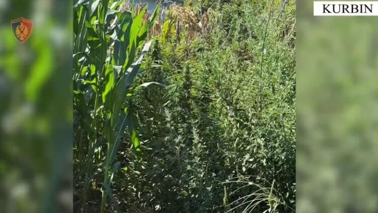 I gjendet kanabis në oborrin e banesës, arrestohet i riu në Kurbin