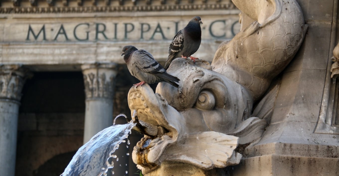 Itali, makthi i pëllumbave në Romë, banorët të dëshpëruar, ndërhyjnë autoritetet