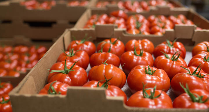 “Janë pa shije”/ Apeli i qytetarëve të shqetësuar, për produktet bujqësore: Nuk merret asnjë masë, hanë edhe fëmijët