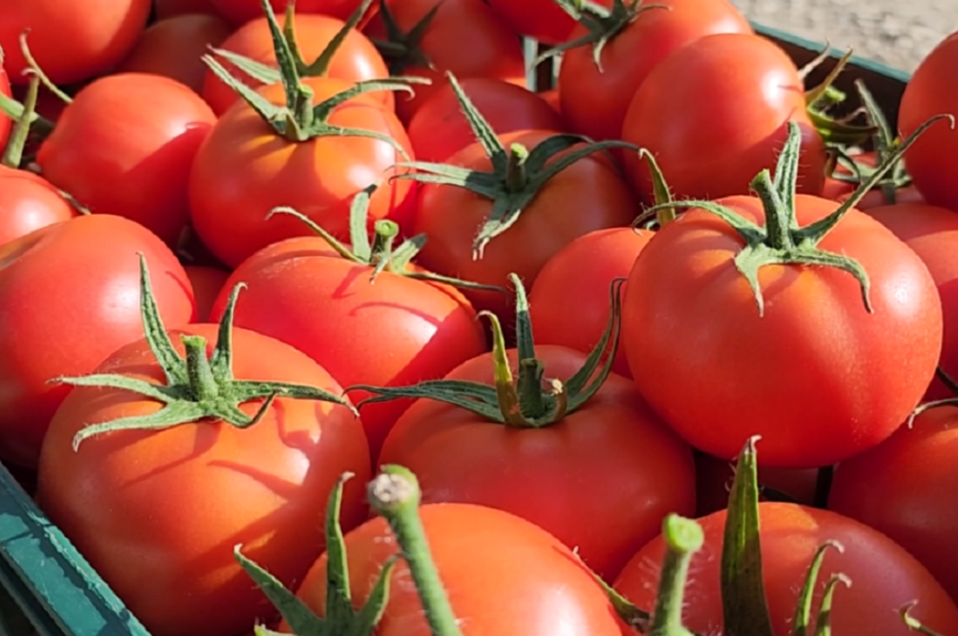 Jorida Tabaku: Jo produkte me pesticide!