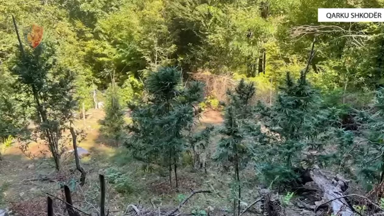 “Koordinata” në Shkodër, procedohen penalisht 4 kryetarë fshatrash, për veprën “Shpërdorimi i detyrës”