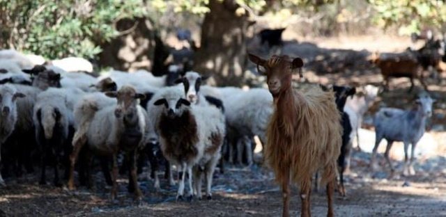 Krizë e rëndë në blegtori, murtaja dhe lija rrezikojnë prodhimet vendase