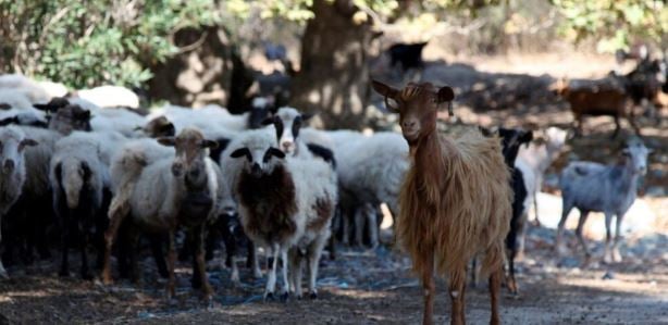 Krizë e rëndë në blegtorinë greke, murtaja dhe lija rrezikojnë prodhimet vendase