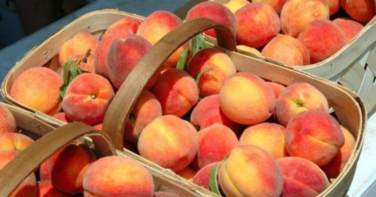 Kroacia dhe Bosnja bllokuan pjeshkët me pesticide nga Shqipëria, AKU: U asgjësuan