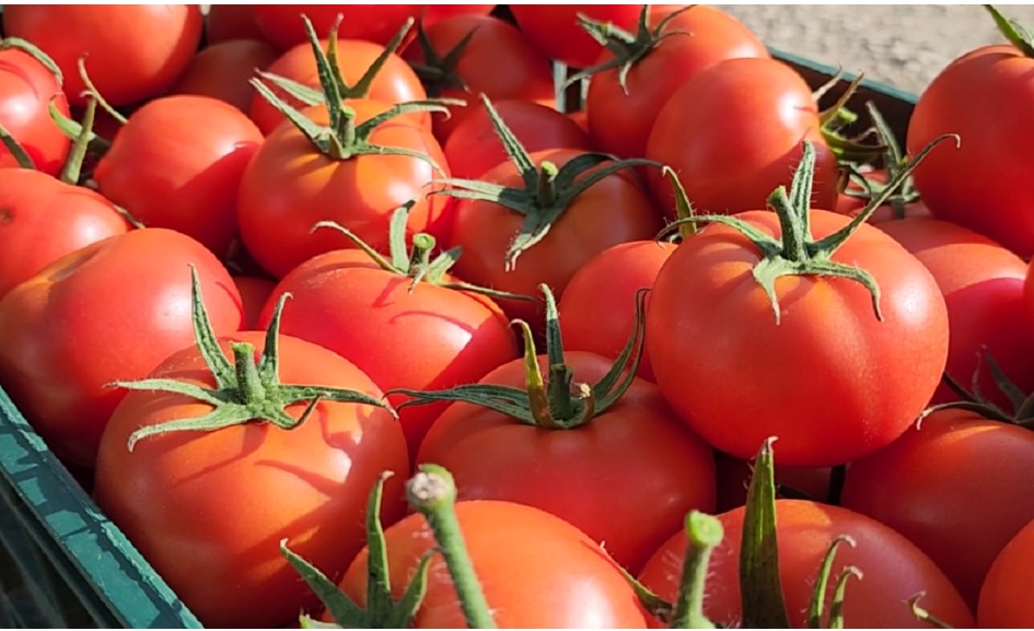 Kroacia kthen domatet shqiptare me pesticide. Prokuroria firmos disa urdhër-arreste, edhe për dy inspektorë të AKU-së