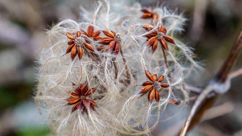Kulpra – Bima e çuditshme që largon toksinat dhe dhimbjet