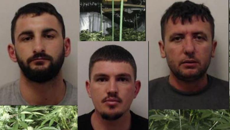 Kultivim droge/ “Përmbytën” Skocinë me kanabis, dënohen me rreth 20 vite burg 3 shqiptarët në Britani (EMRAT)