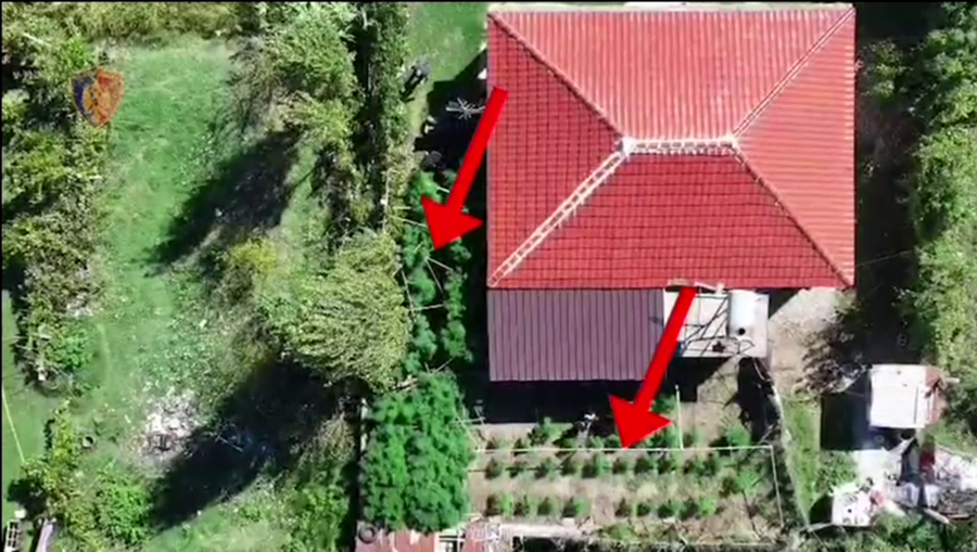 Kultivim kanabisi në oborrin e shtëpisë, një i arrestuar dhe një i shpallur në kërkim