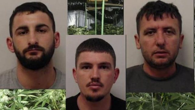 Kultivuan 2 mln euro kanabis në Skoci: Dënohen me rreth 20 vite burg 3 shqiptarët në Britani!