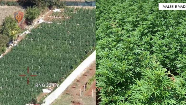 Kultivuan 5093 bimë kanabisi në Malësi të Madhe, pranga 2 personave/ Shpallen në kërkim dy vëllezër