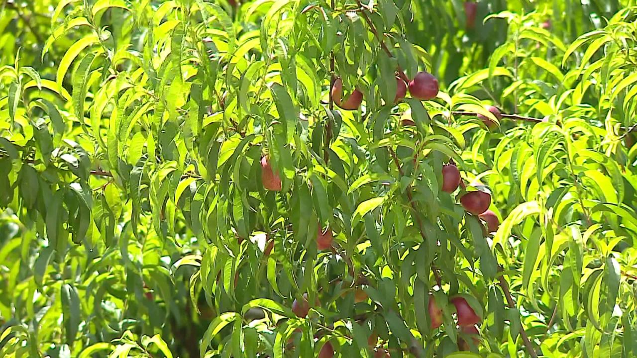 Lufta me pesticidet në bujqësi, eksperti: Që bujku t’i qëndrojë larg pompës së helmit, duhet ndëshkim