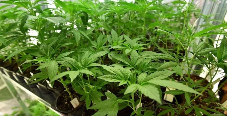 Mbolli marijuanë në shtëpi për të paguar trajtimin e partneres, rrëfehet në gjyq 41-vjeçari italian dhe lirohet