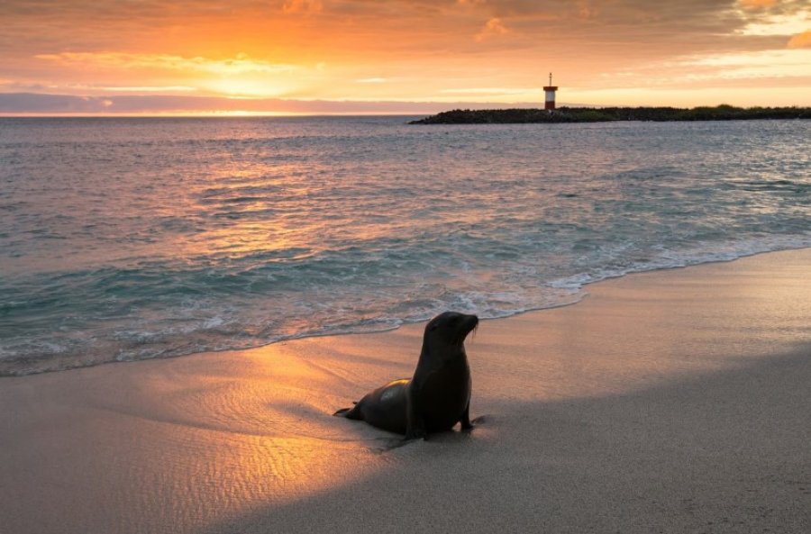 Një nga krijesat më të rralla detare në botë filmohet në një plazh grek
