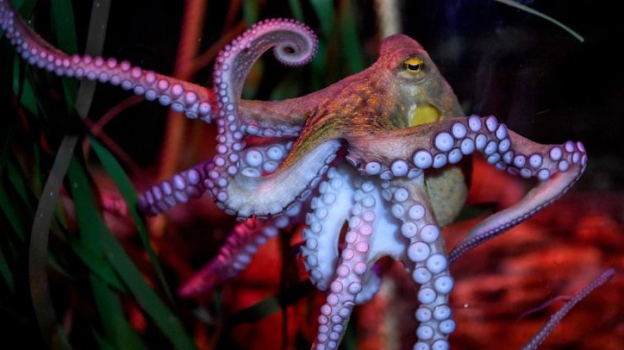 Oktapodët preferojnë krahë të caktuar për detyra të veçanta