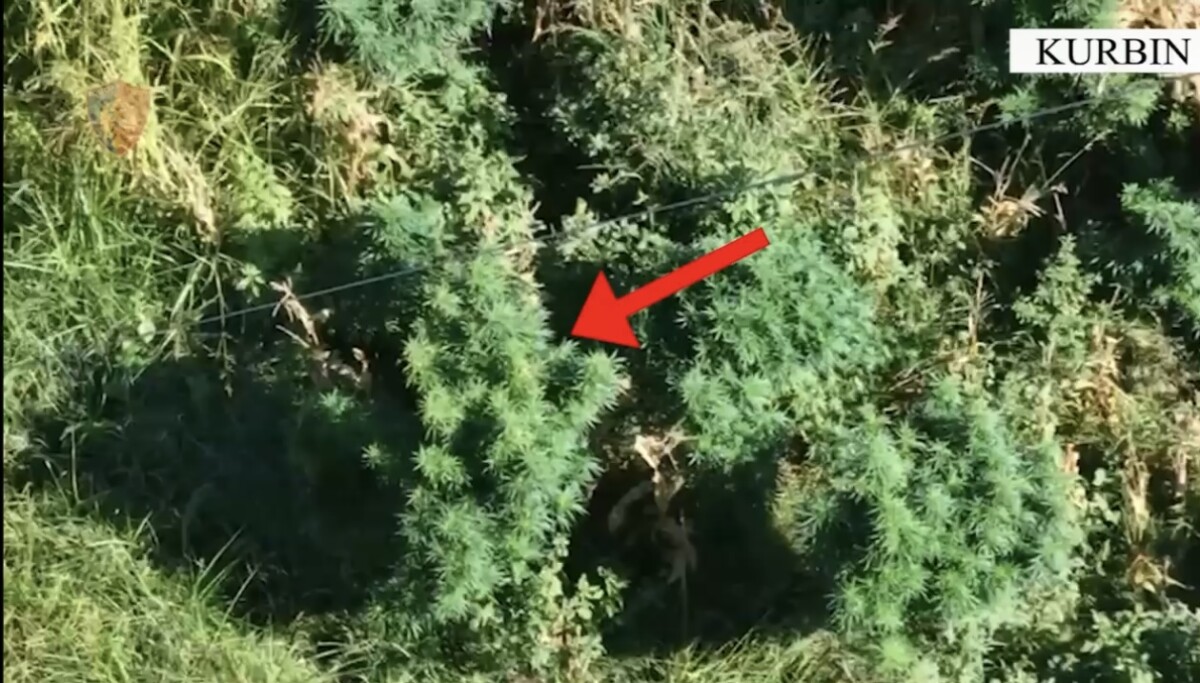 Operacioni “Koordinata”/ Kultivuan bimë narkotike, arrestohen dy shtetas në Kurbin, në kërkim një tjetër