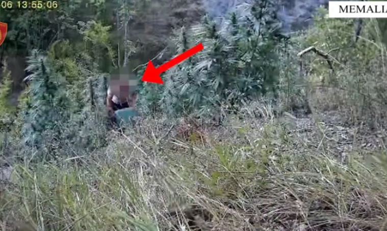 Operacioni “Koordinata”/ Kultivuan bimë narkotike, arrestohen dy shtetas në Memaliaj