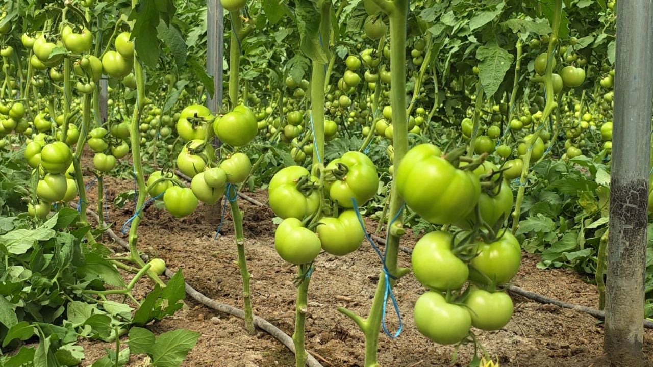 Pesticidet “helmojnë” fermerët, prodhuesit e frutave e perimeve thonë se po dëmtohen që të gjithë nga abuzuesit