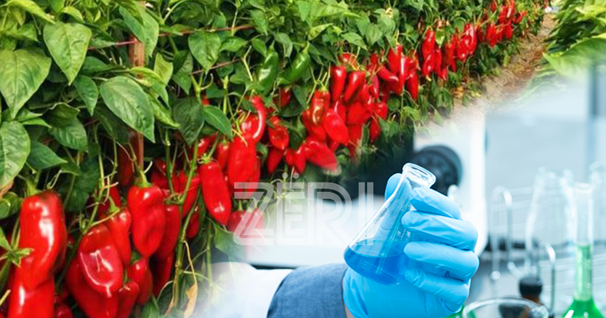 Produktet “Made in Albania”! Kroacia e Bosnja refuzoi pjeshkët, Sllovenia bllokon specat e kuq: Mos i konsumoni