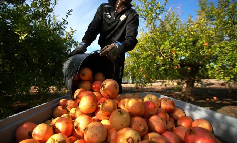 Qeveria hap “thesin”, 11 milionë euro për fermerët shqiptarë, ja kush përfiton nga subvencionet rekord 2025