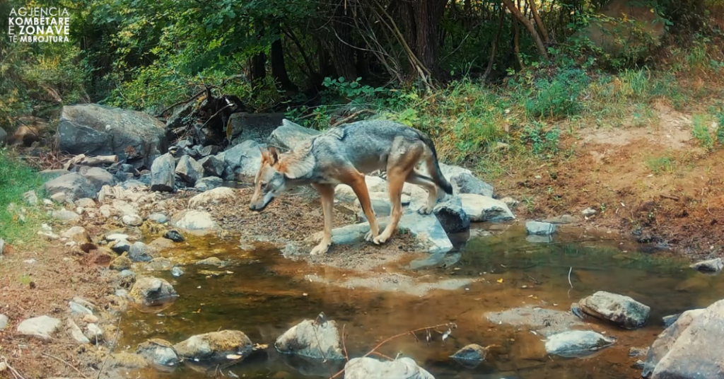 Rama ndan videon unike nga natyra shqiptare: Habitatet e sigurta për speciet e shumëllojshme