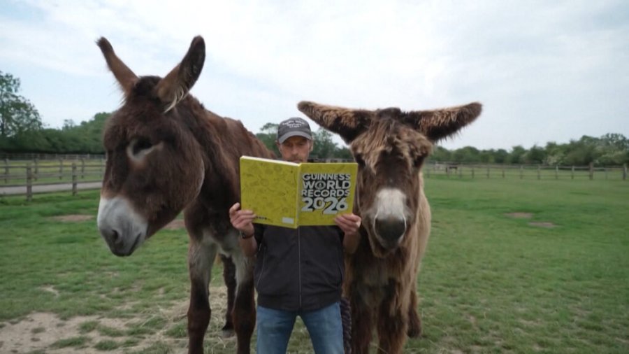 Rekordet Guinness 2026 përfshijnë gomarë, derra dhe makina në formë bananeje