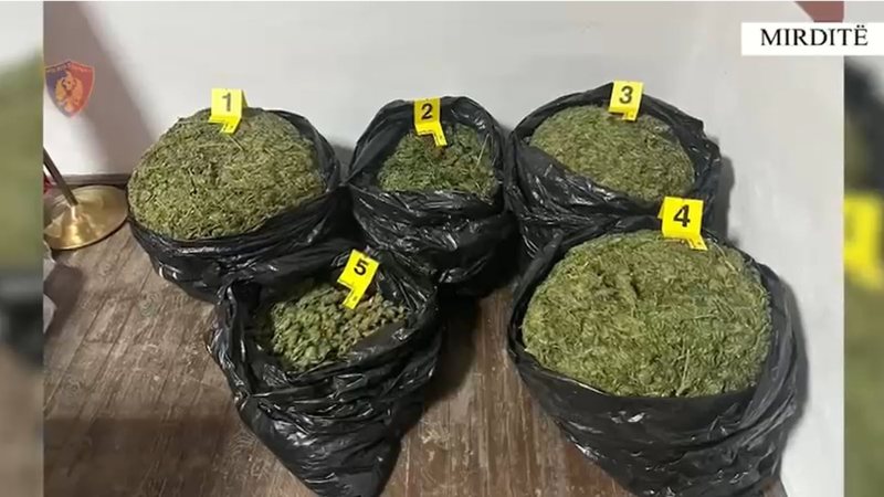 Sekuestrohen 5 thasë me kanabis në Mirditë, shpallen në kërkim tre persona