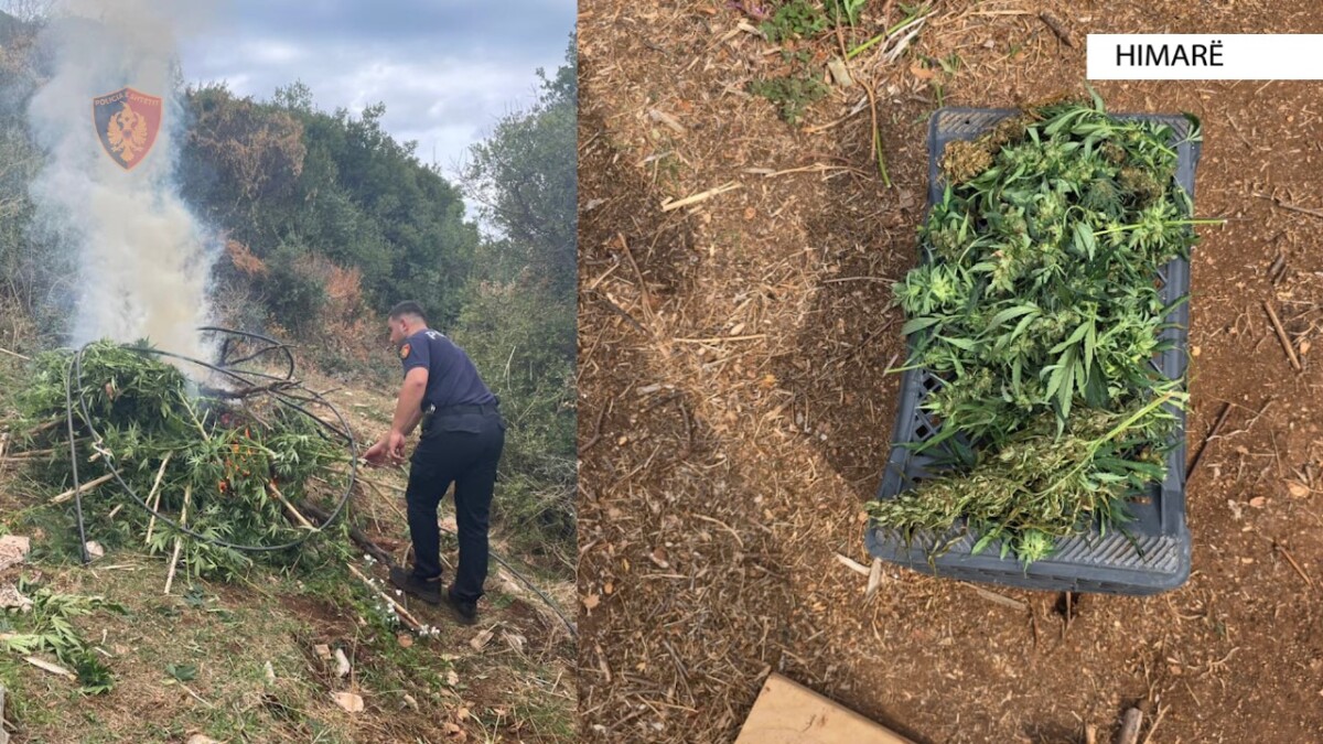 Shpallen në kërkim dy persona/ Kultivuan kanabis, policia godet rastin flagrant