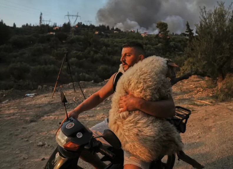 Shqiptari që shpëtoi delen nga zjarret në Greqi përzgjidhet nga BBC si “foto e vitit 2025”