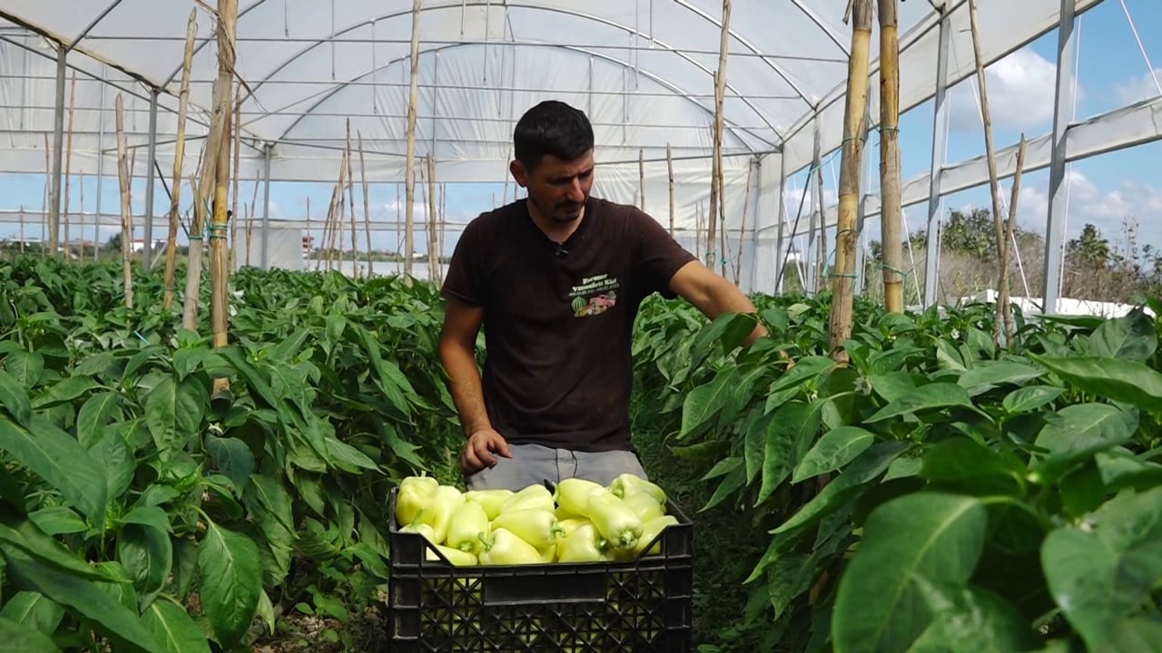 Shumë më pak shitje se sa kanë mundësi që të prodhojnë fermerët: Specat mbeten në fushë